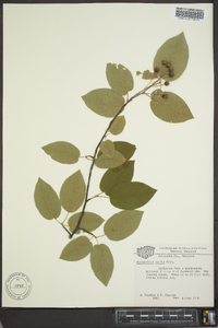 Amelanchier laevis image