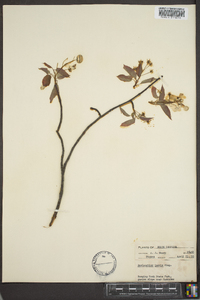 Amelanchier laevis image