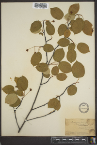 Amelanchier laevis image