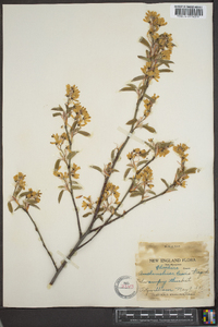 Amelanchier laevis image