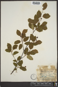 Amelanchier laevis image