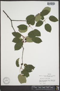 Amelanchier laevis image