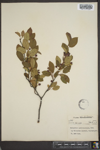 Amelanchier canadensis image