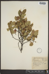 Amelanchier canadensis image