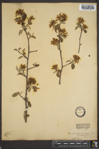 Amelanchier canadensis image