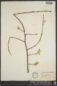 Amelanchier canadensis image