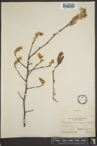 Amelanchier canadensis image