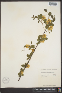 Amelanchier canadensis image