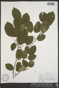 Amelanchier canadensis image