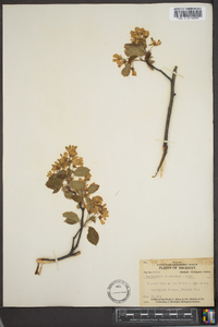 Amelanchier canadensis image