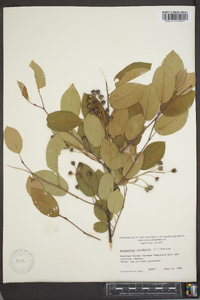 Amelanchier canadensis image