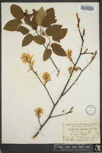 Amelanchier canadensis image