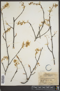 Amelanchier canadensis image