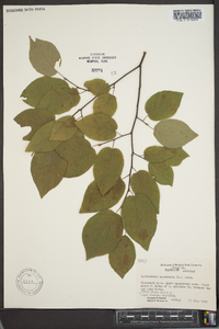 Amelanchier canadensis image