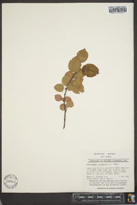 Amelanchier canadensis image