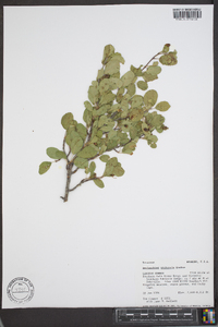 Amelanchier utahensis image