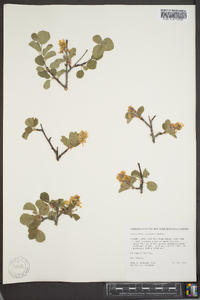 Amelanchier utahensis image