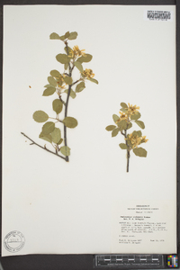 Amelanchier utahensis image