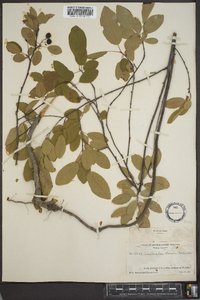 Amelanchier obovalis image