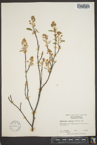 Amelanchier obovalis image