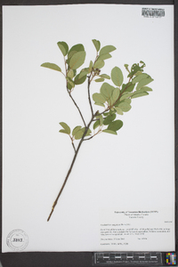 Amelanchier sanguinea image