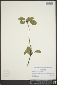 Amelanchier sanguinea image