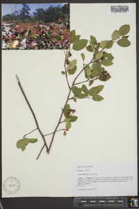 Amelanchier stolonifera image