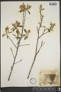 Amelanchier stolonifera image