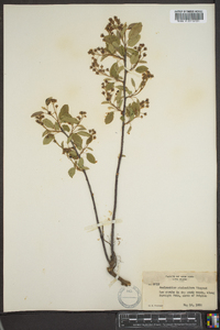 Amelanchier stolonifera image