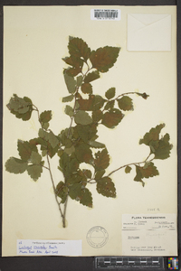 Crataegus iracunda image