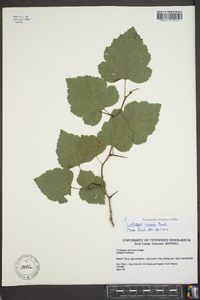 Crataegus iracunda image