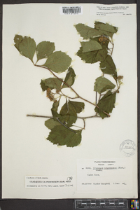 Crataegus calpodendron image