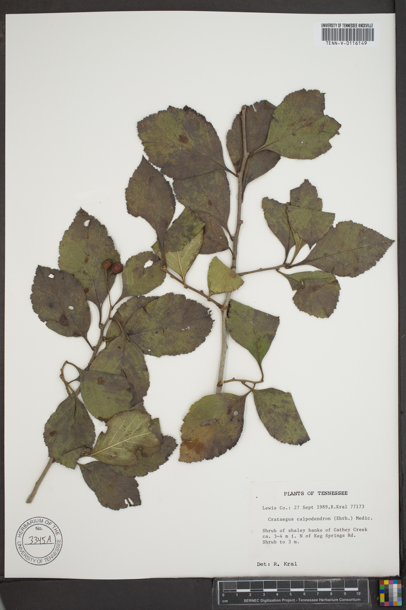 Crataegus calpodendron image