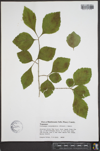 Crataegus calpodendron image