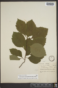 Crataegus calpodendron image