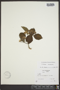 Crataegus calpodendron image