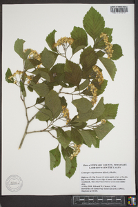 Crataegus calpodendron image