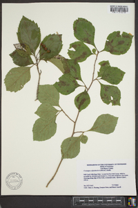 Crataegus calpodendron image