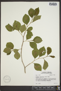 Crataegus calpodendron image