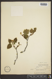 Crataegus biltmoreana image