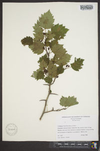 Crataegus flabellata image