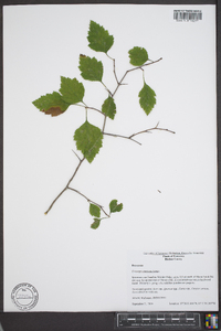 Crataegus intricata image