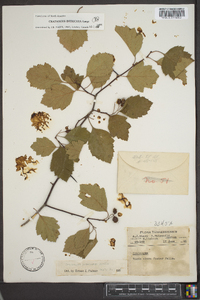 Crataegus intricata image