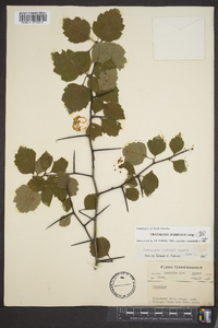 Crataegus intricata image