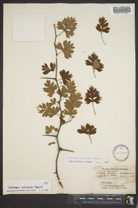 Crataegus marshallii image