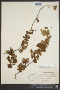 Crataegus marshallii image