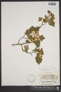 Crataegus phaenopyrum image