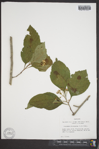 Crataegus phaenopyrum image