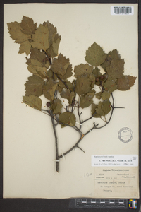 Crataegus pruinosa image