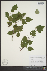 Crataegus pruinosa image